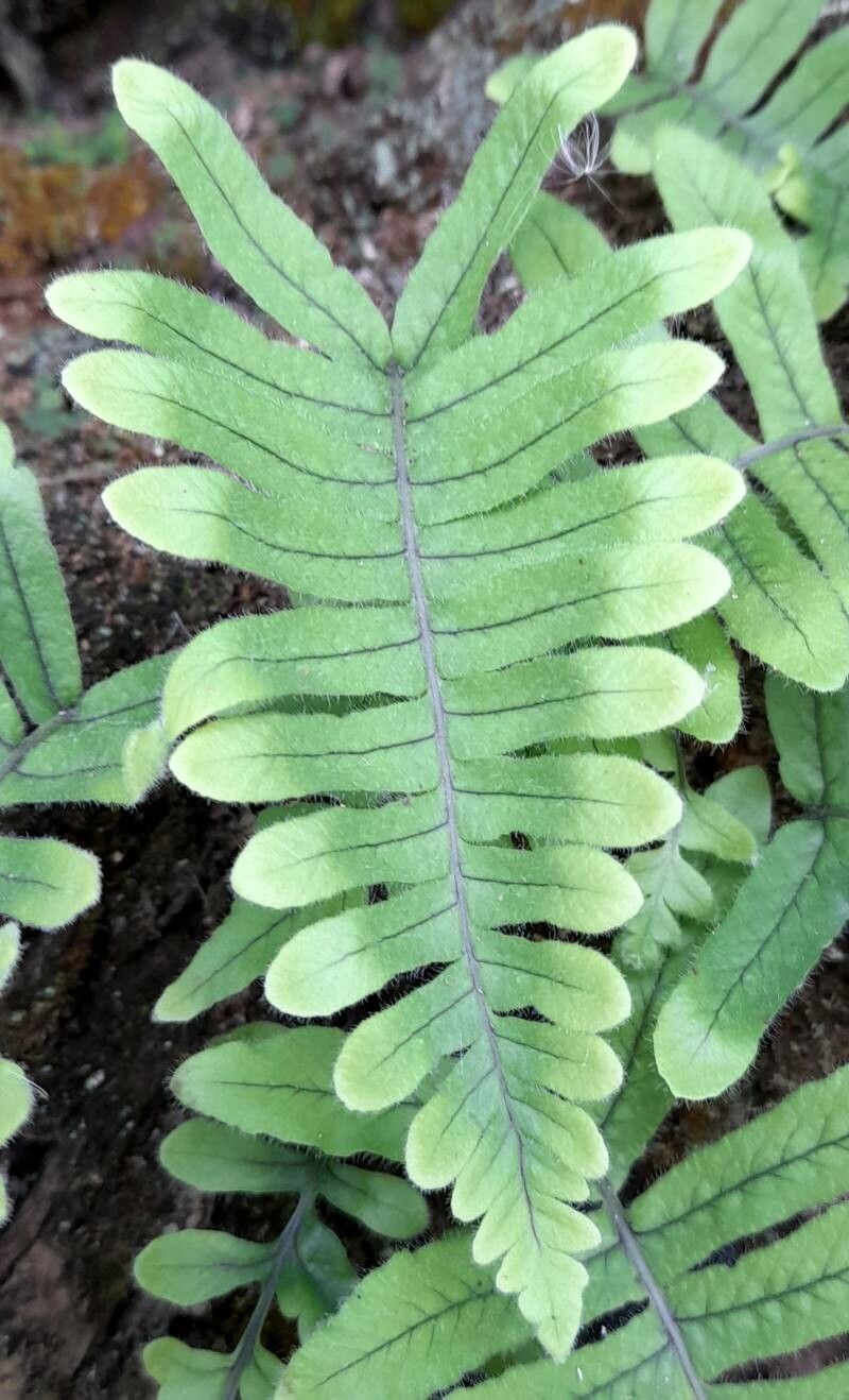 Serpocaulon lasiopus leaf