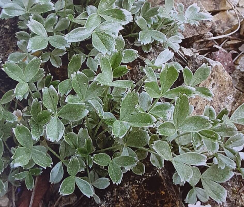 Potentilla apennina — search result for 'Potentilla'