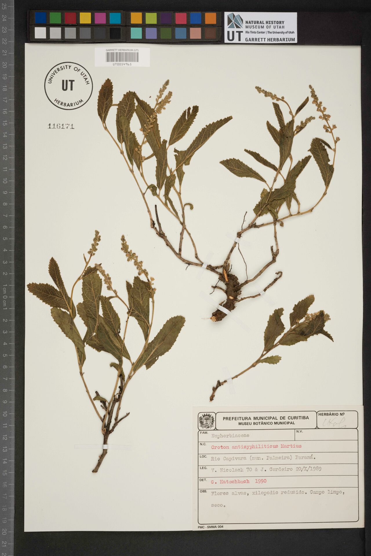 Croton antisyphiliticus other