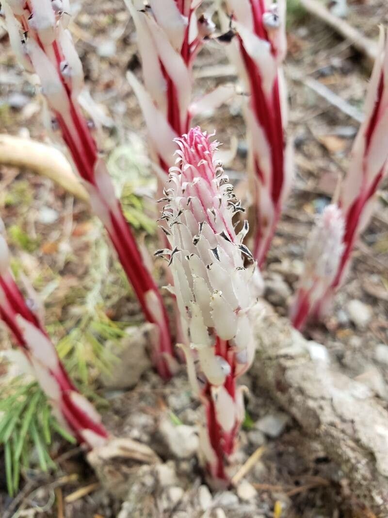 Allotropa virgata leaf