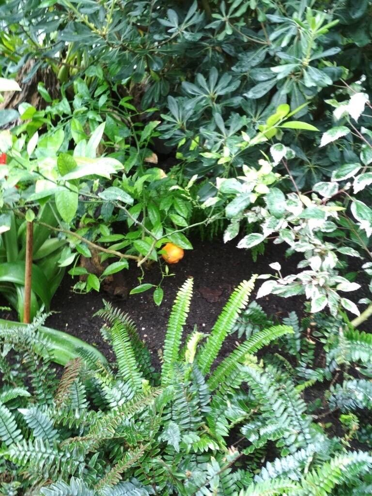 Solanum capsicoides flower