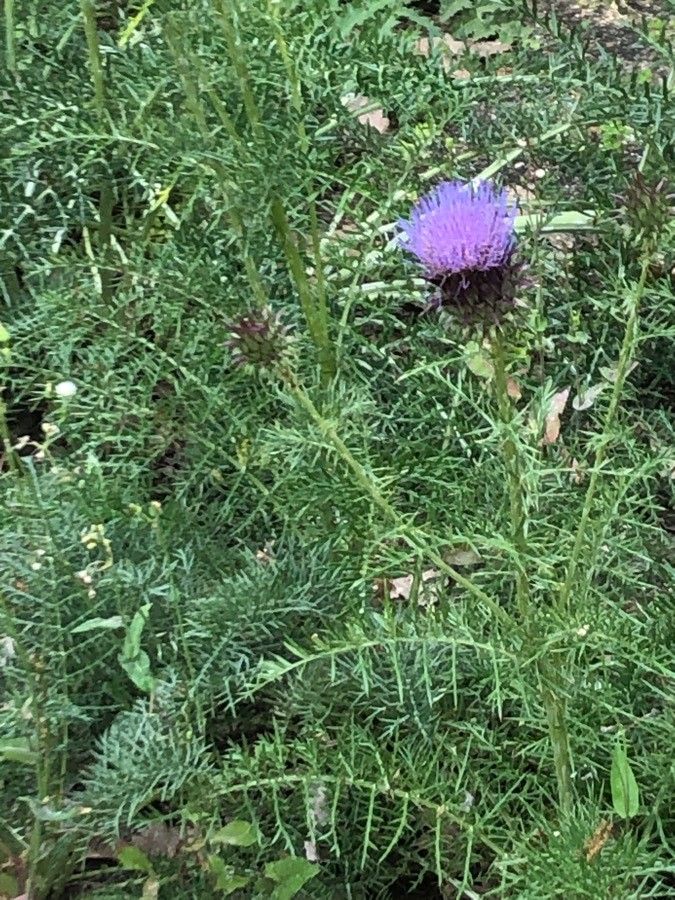 Cynara humilis flower