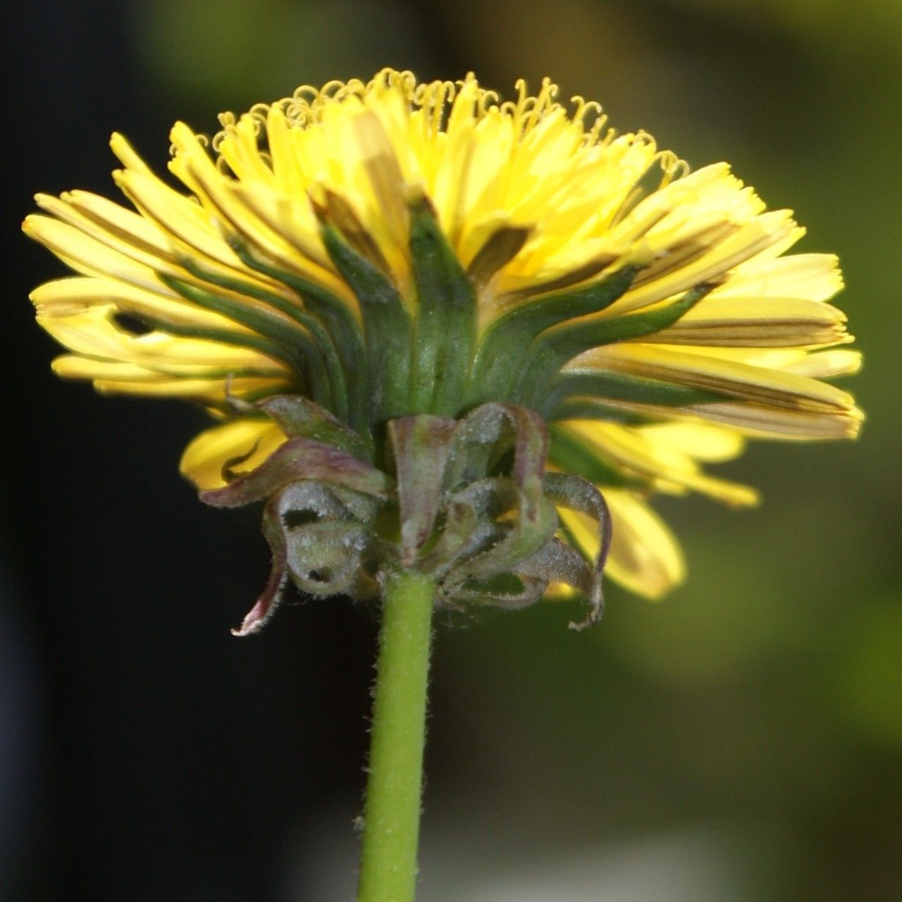 Taraxacum fasciatum flower