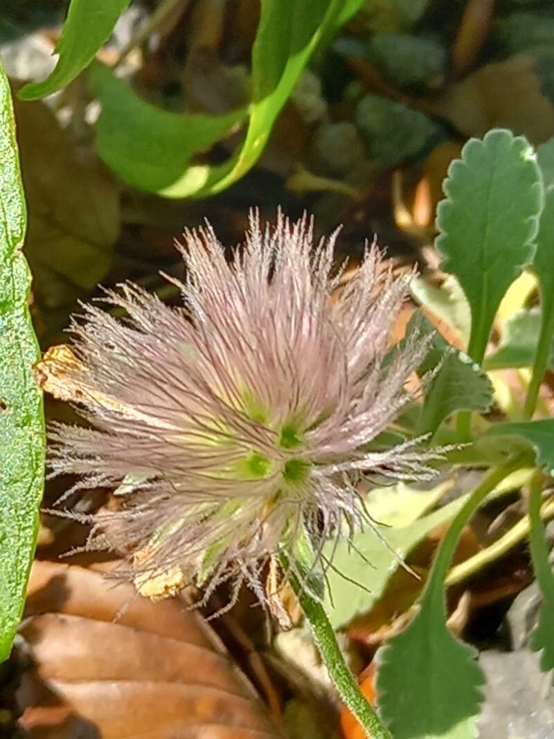 Pterocephalus pterocephala fruit