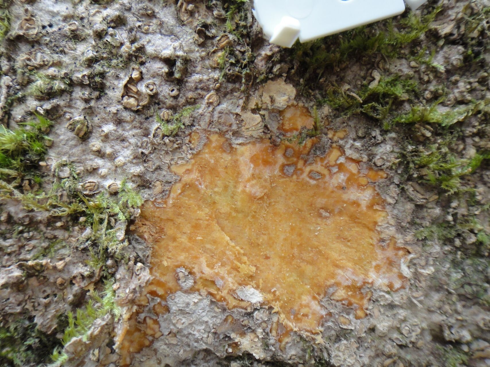 Plerandra pancheri bark