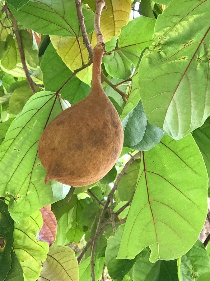 Pterygota alata fruit