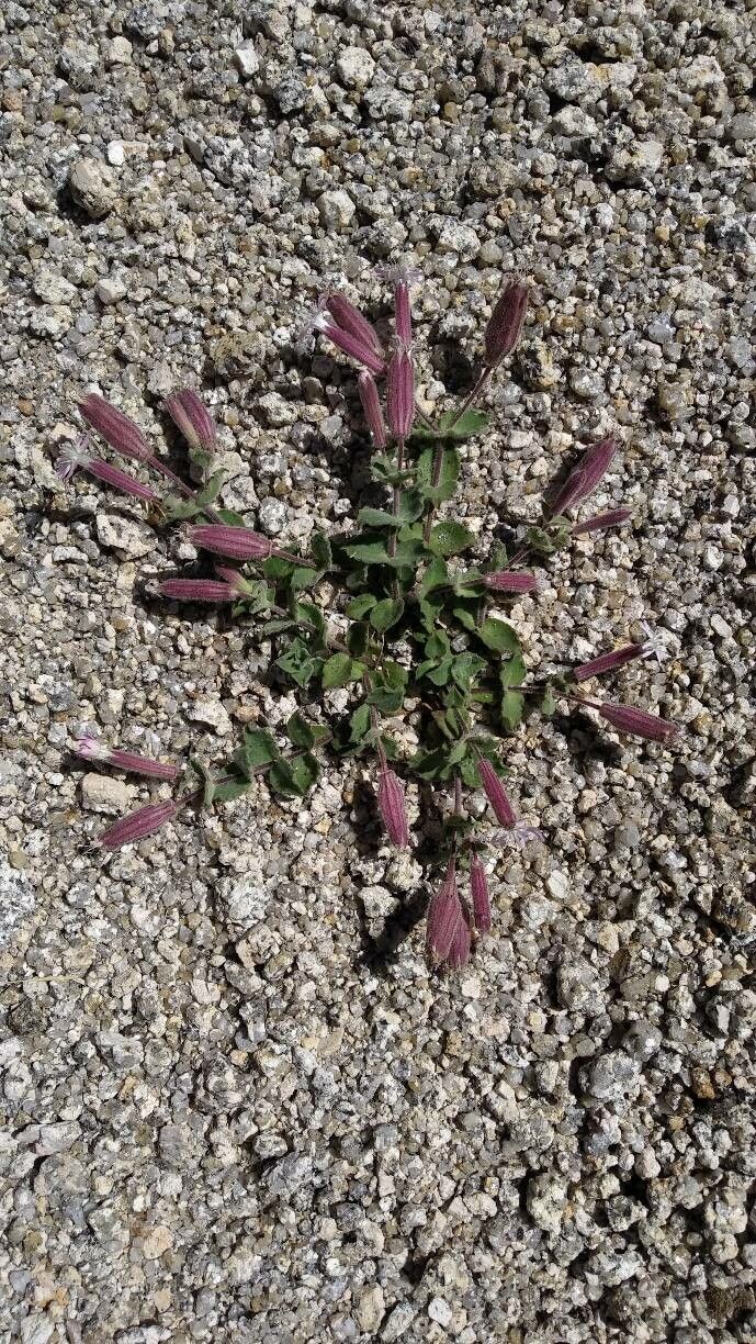 Silene foetida — houseplant care guide