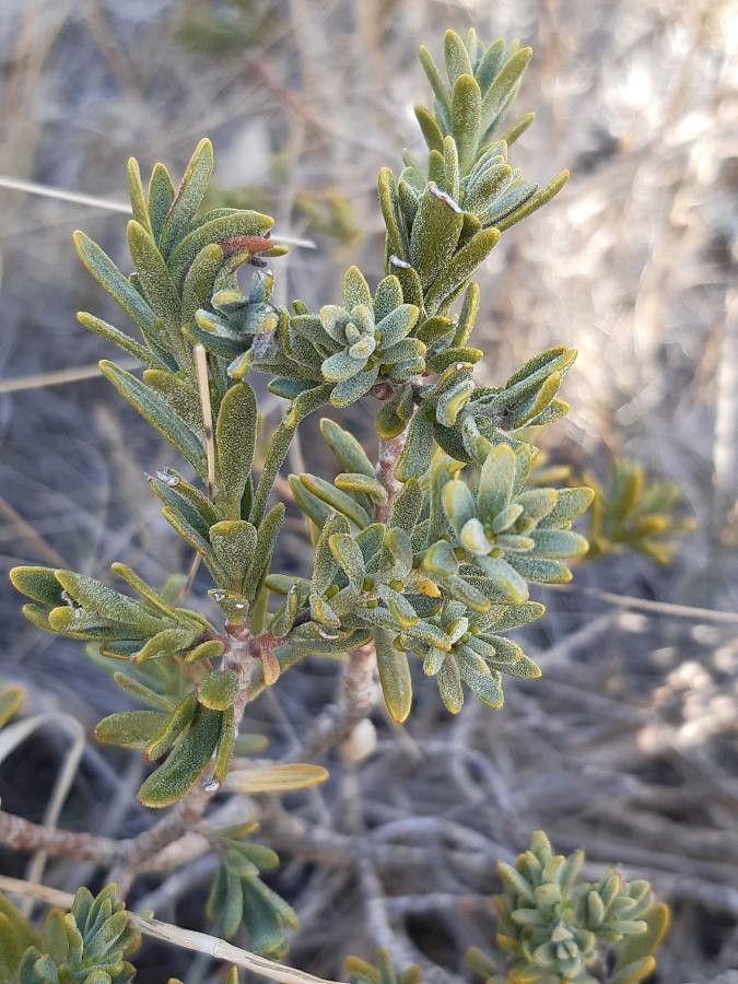 Thymelaea tinctoria — houseplant care guide