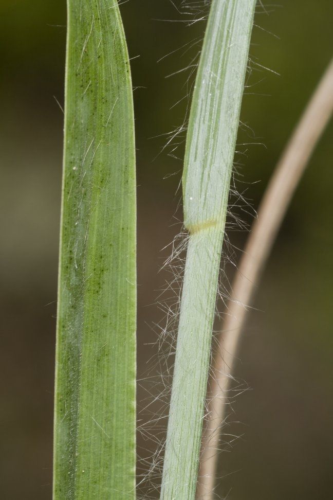 Paspalum bifidum bark