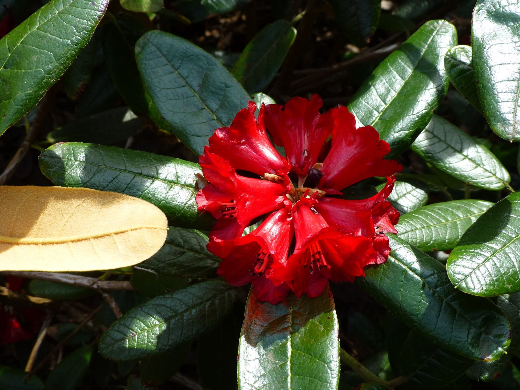 Rhododendron piercei flower