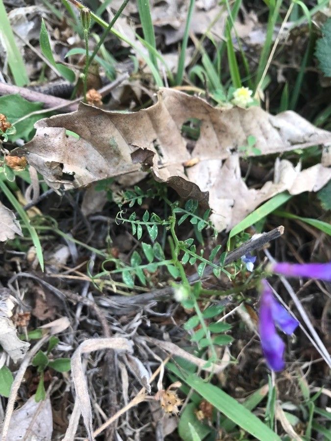 Vicia monantha leaf