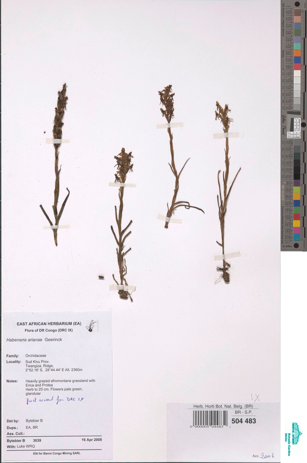 Habenaria arianae — houseplant care guide