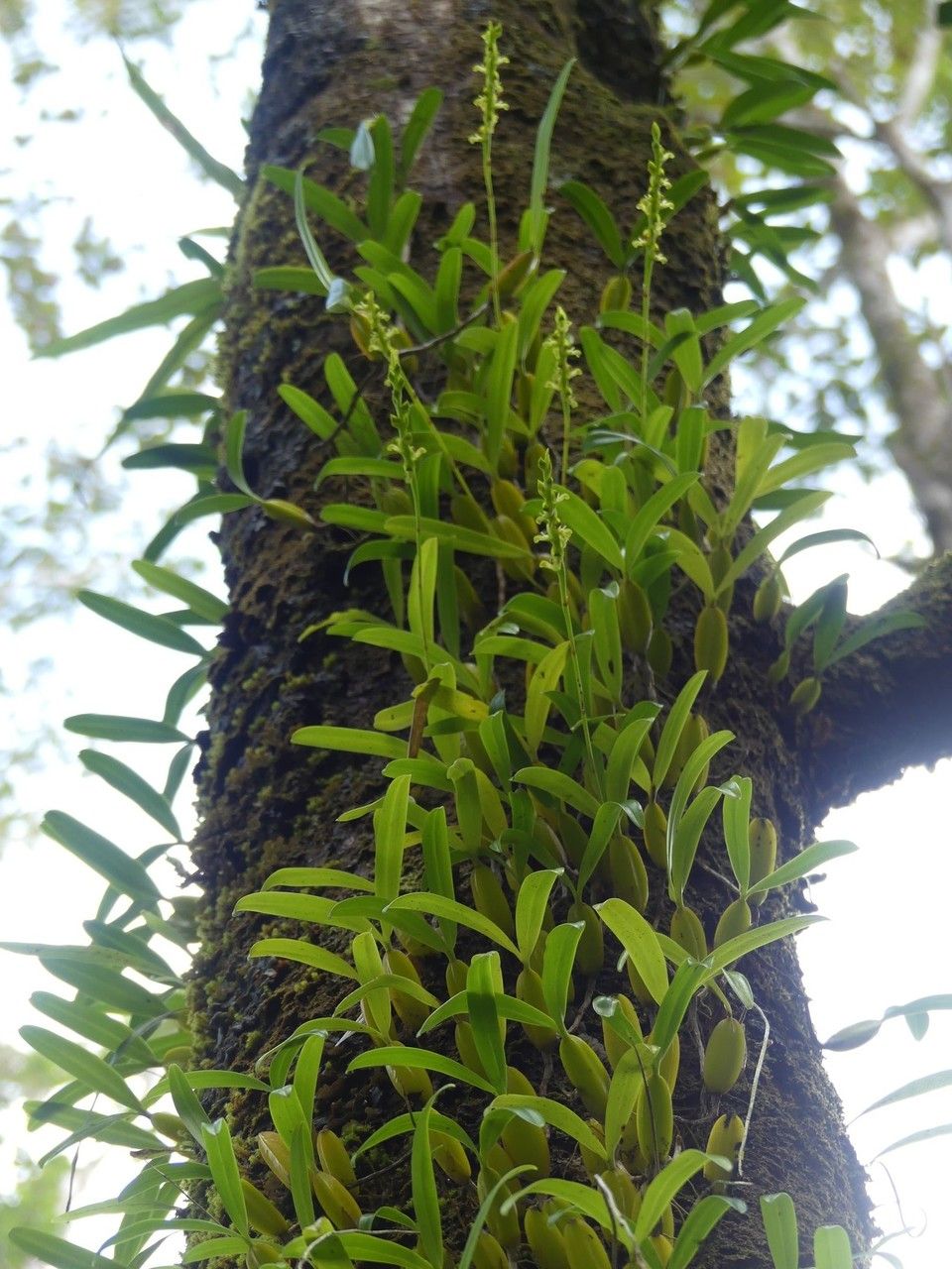 Bulbophyllum clavatum habit