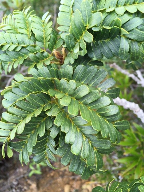 Serianthes germainii — related species from the same genus