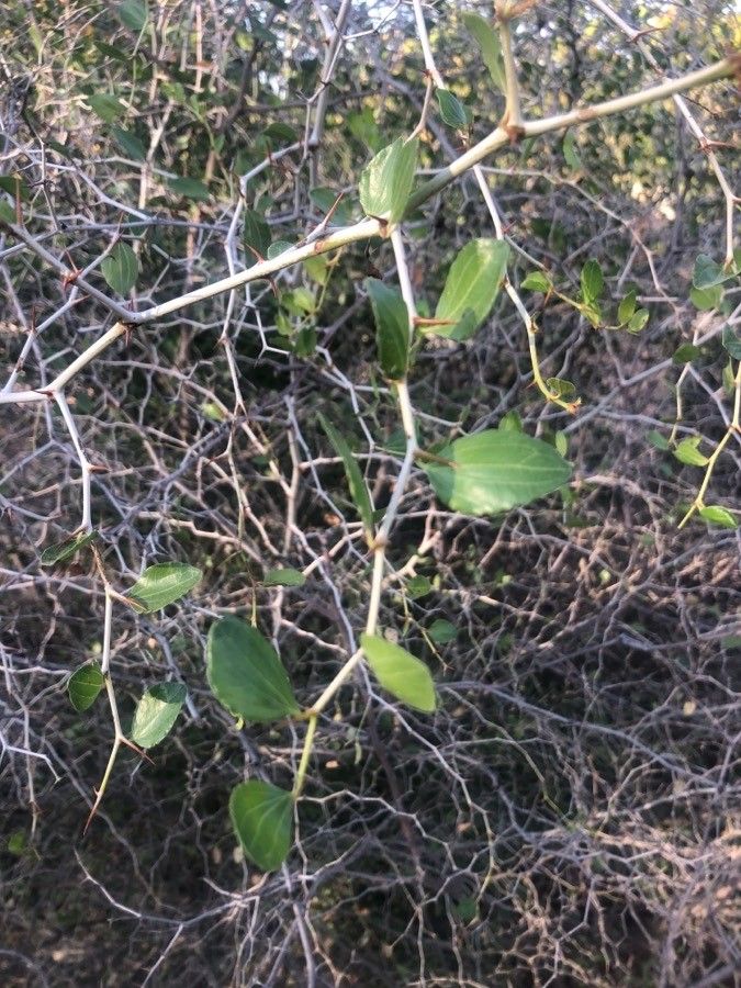 Ziziphus lotus — search result for 'Lotus'