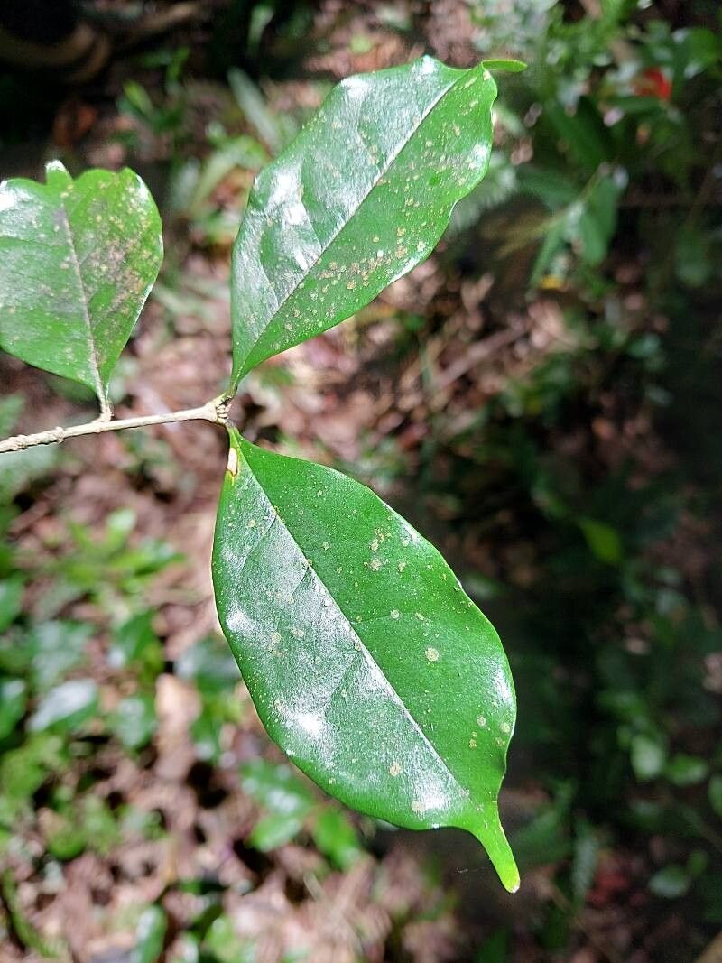 Noronhia ambrensis — related species from the same genus