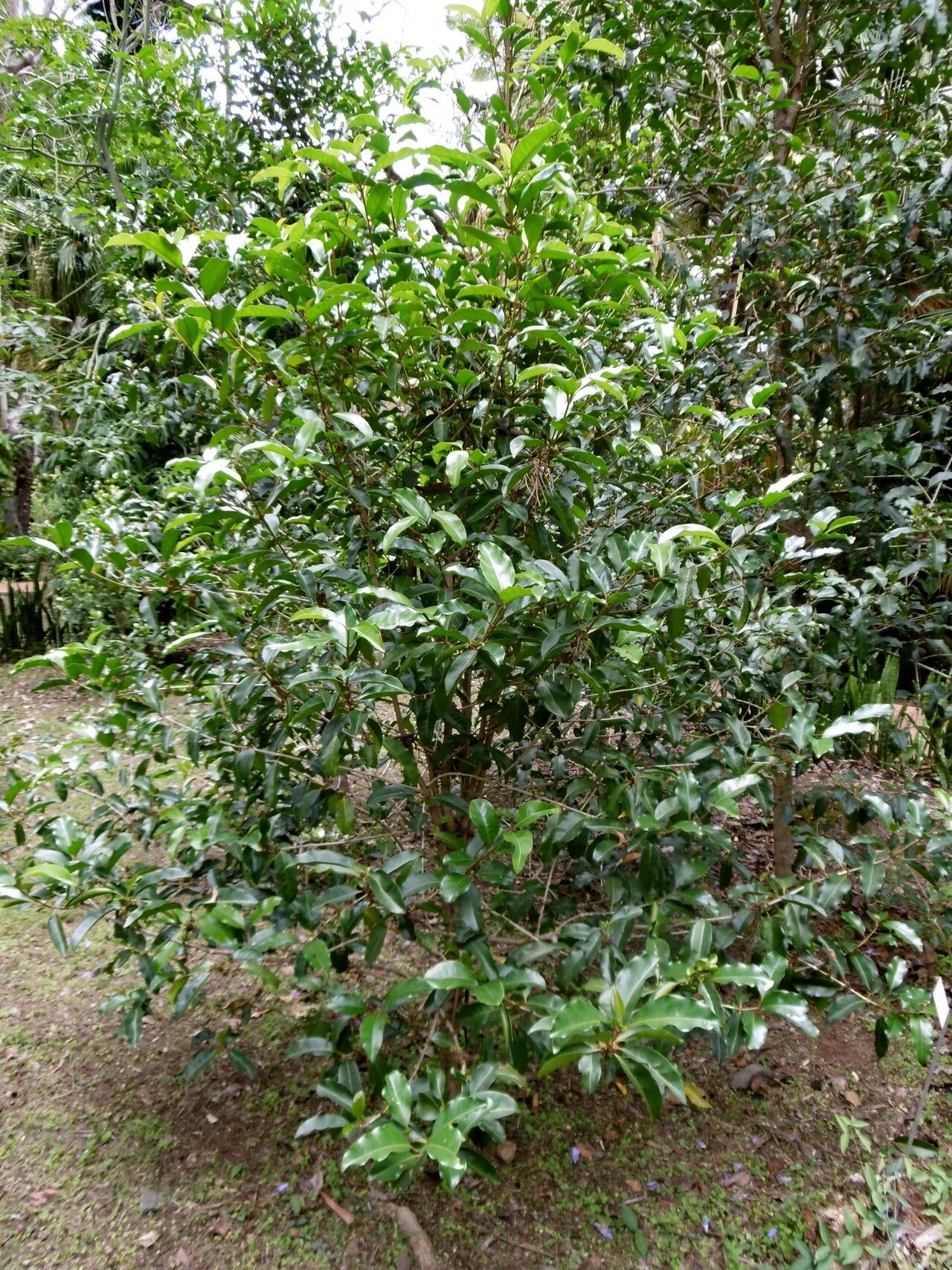 Coffea perrieri habit