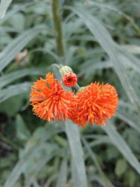 Emilia coccinea flower