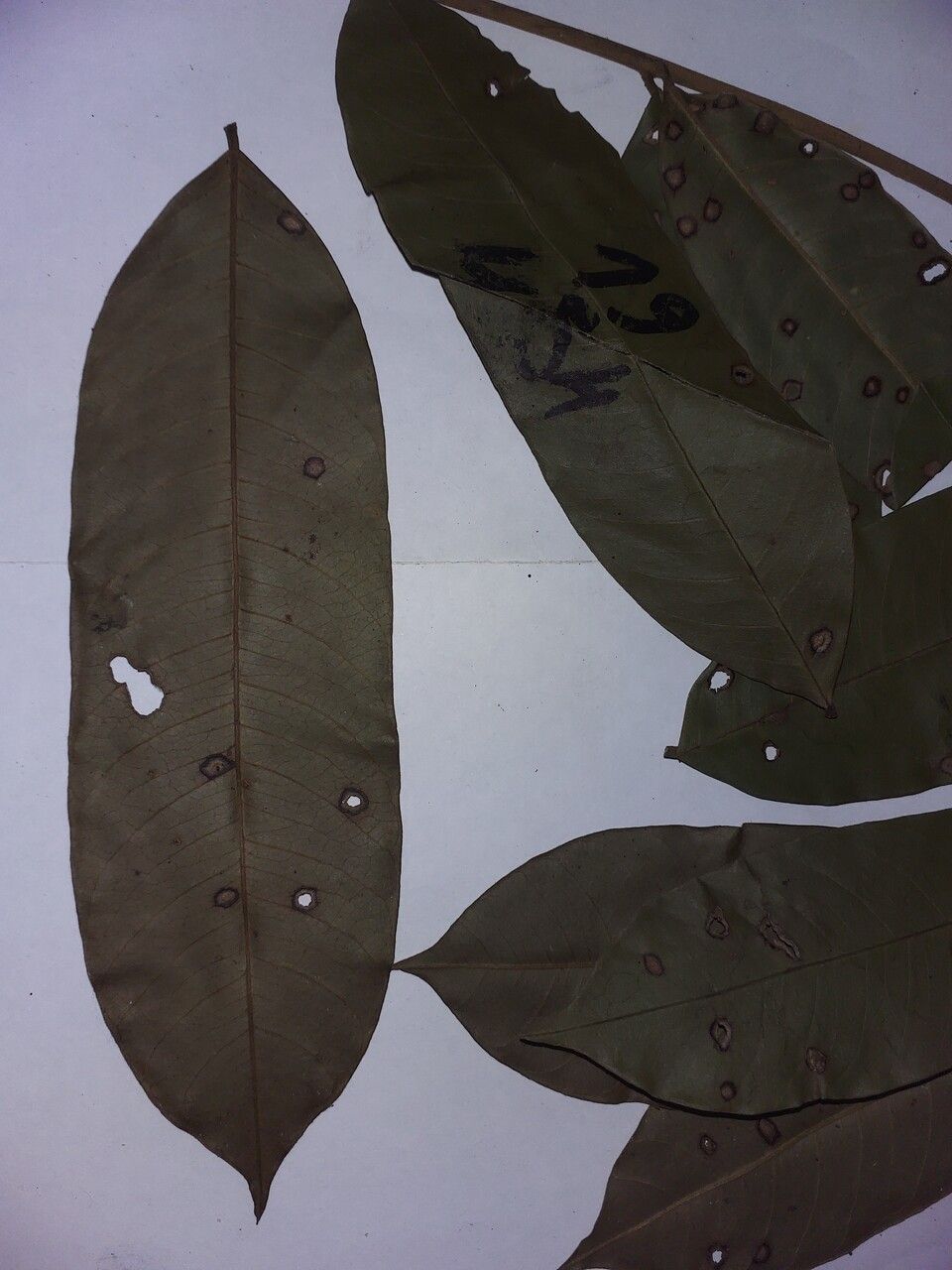 Ormosia paraensis leaf
