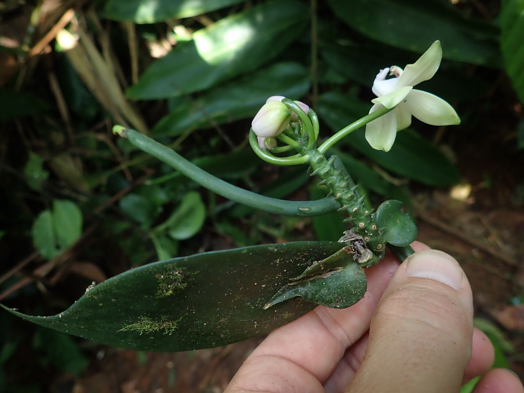 Vanilla hallei fruit