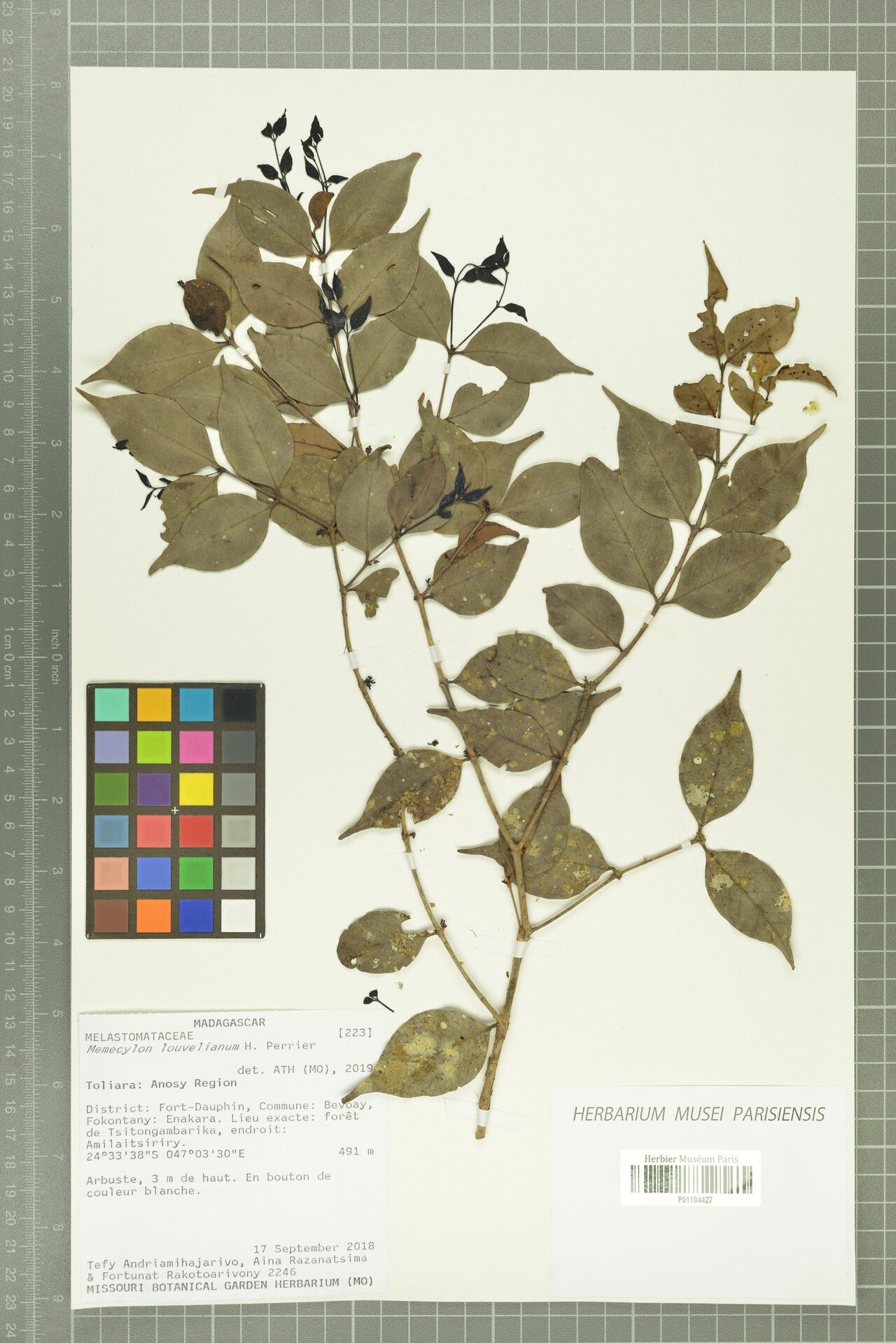 Memecylon louvelianum — houseplant care guide