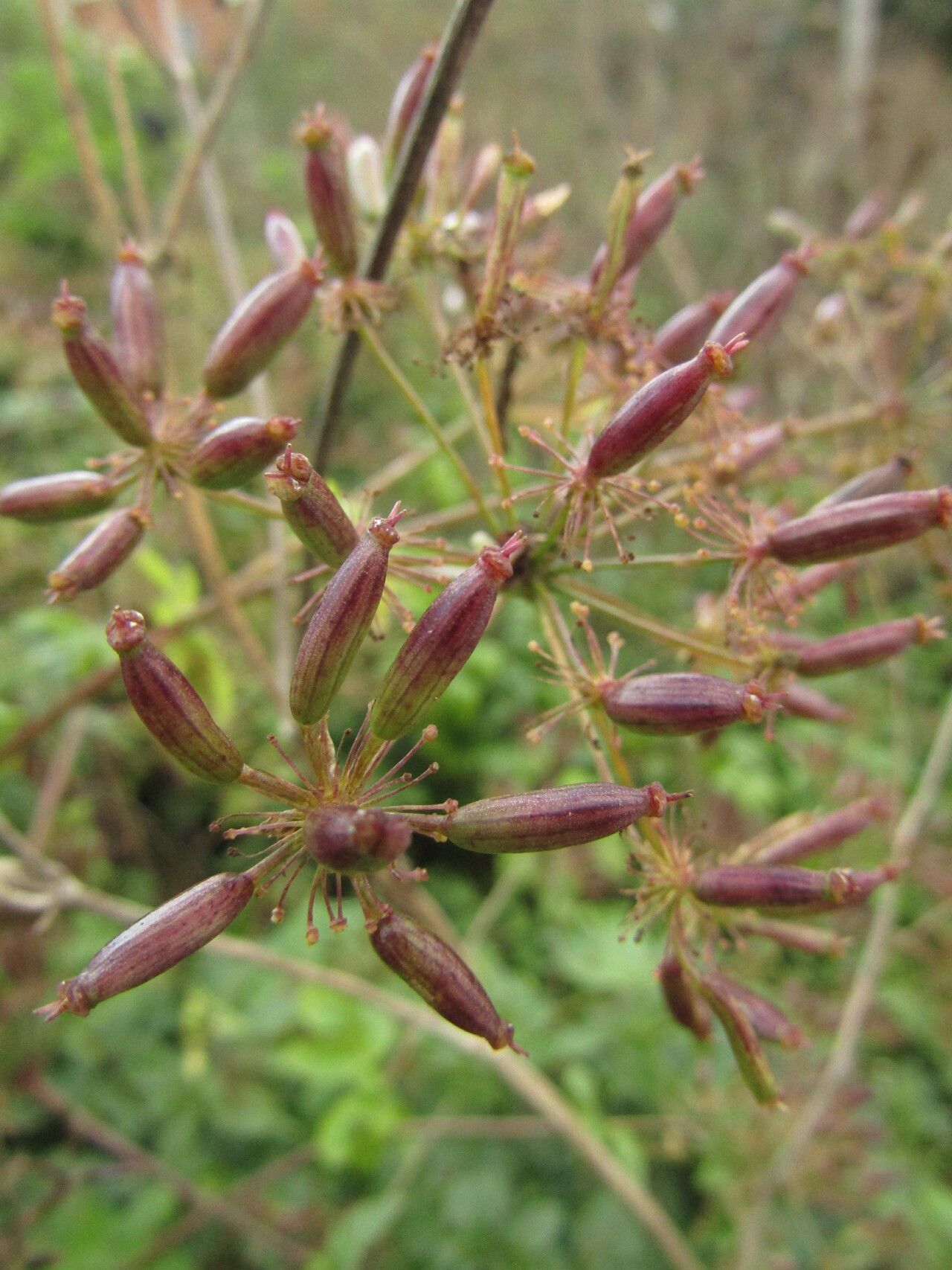 Chaerophyllum byzantinum fruit