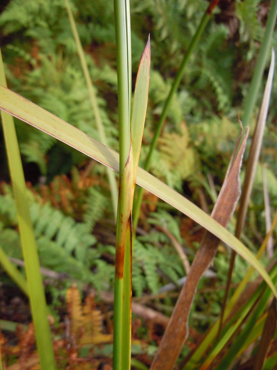 Machaerina maingayi bark