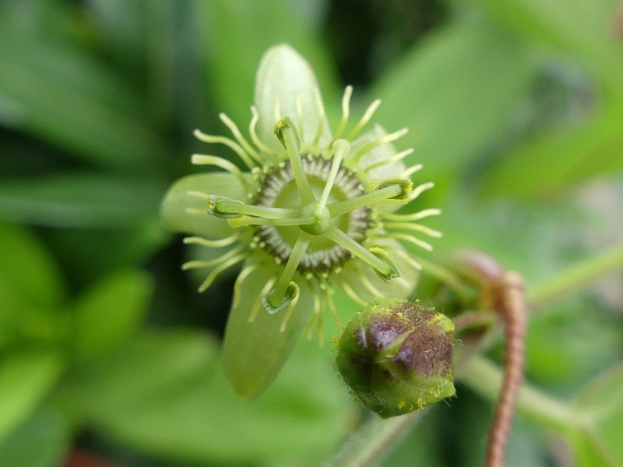 Passiflora suberosa flower