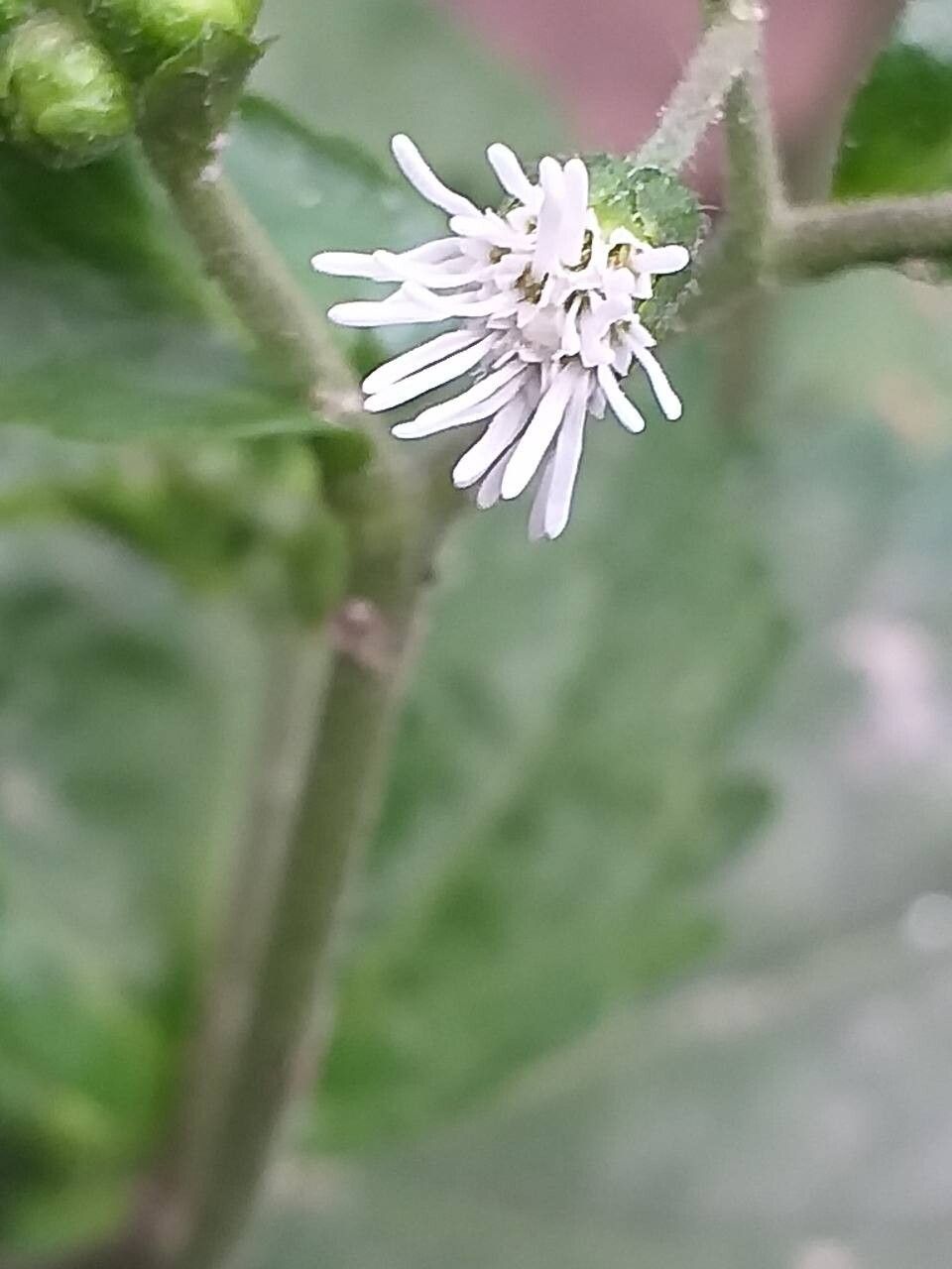 Adenostemma lavenia — houseplant care guide