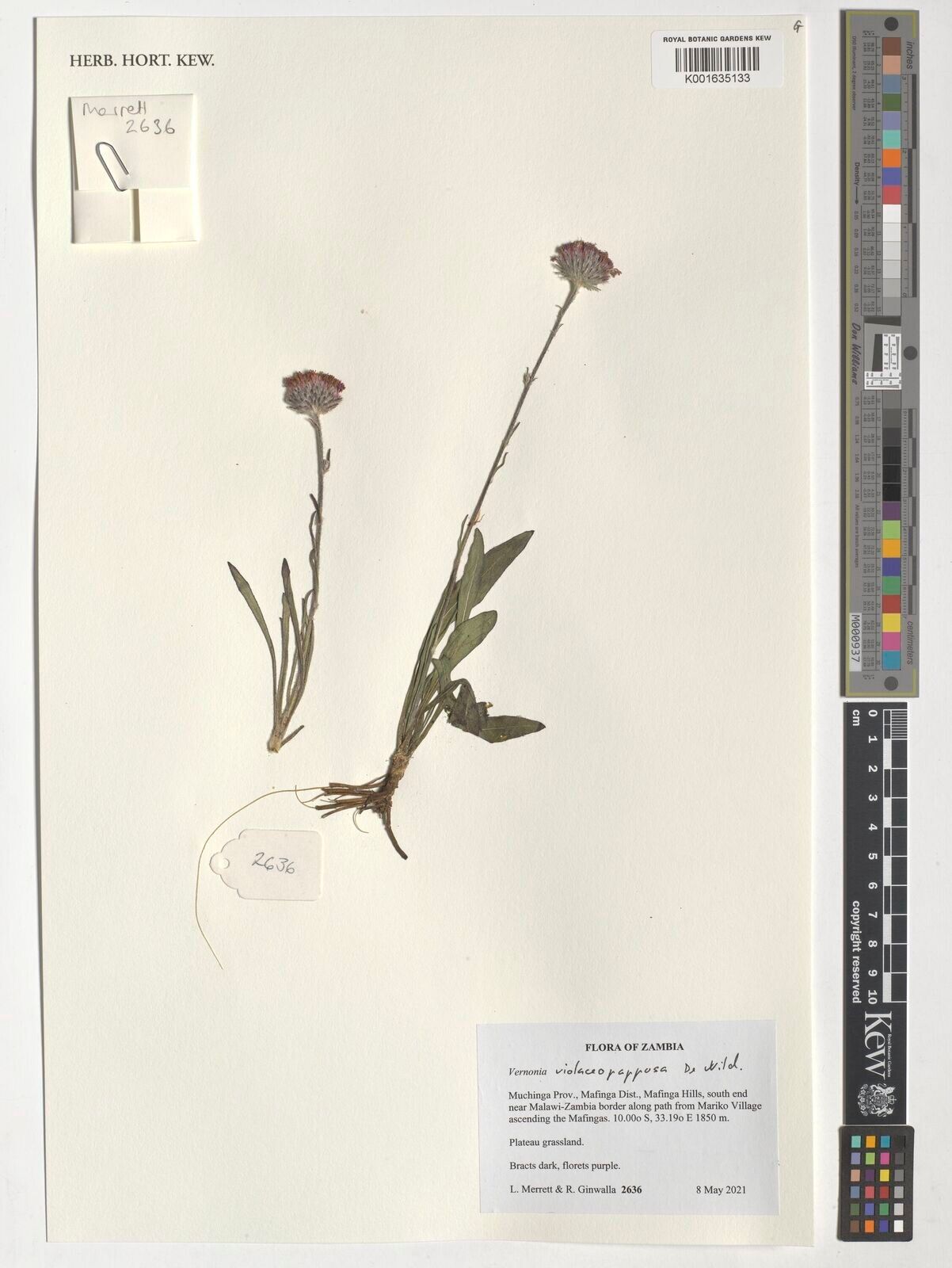 Vernonia violaceopapposa — houseplant care guide