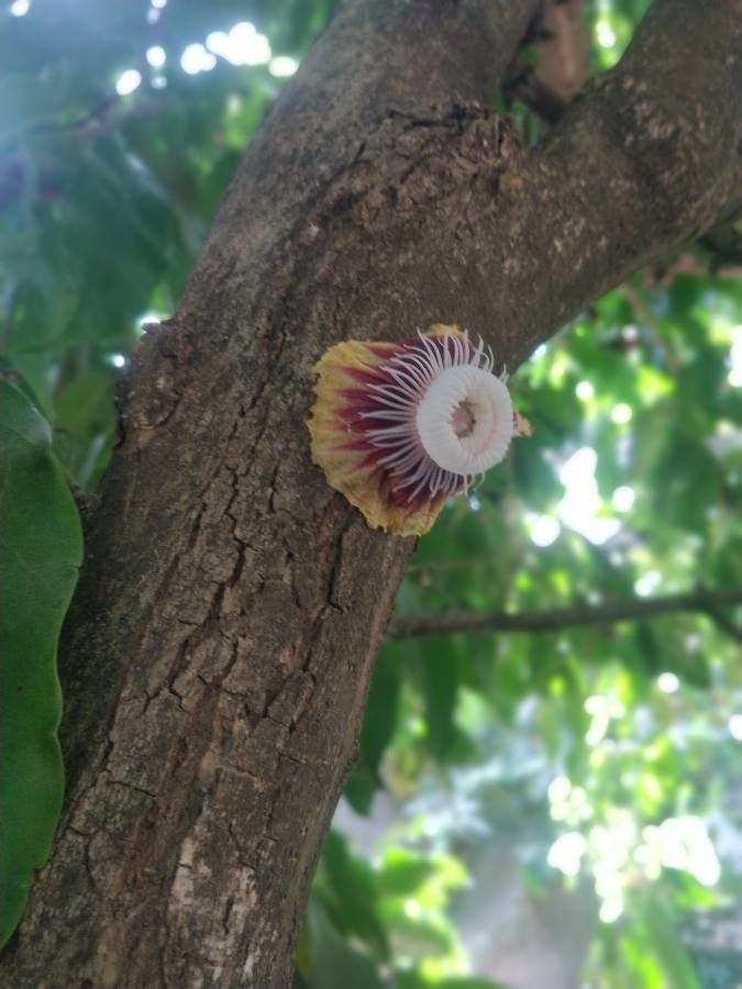 Napoleonaea imperialis bark