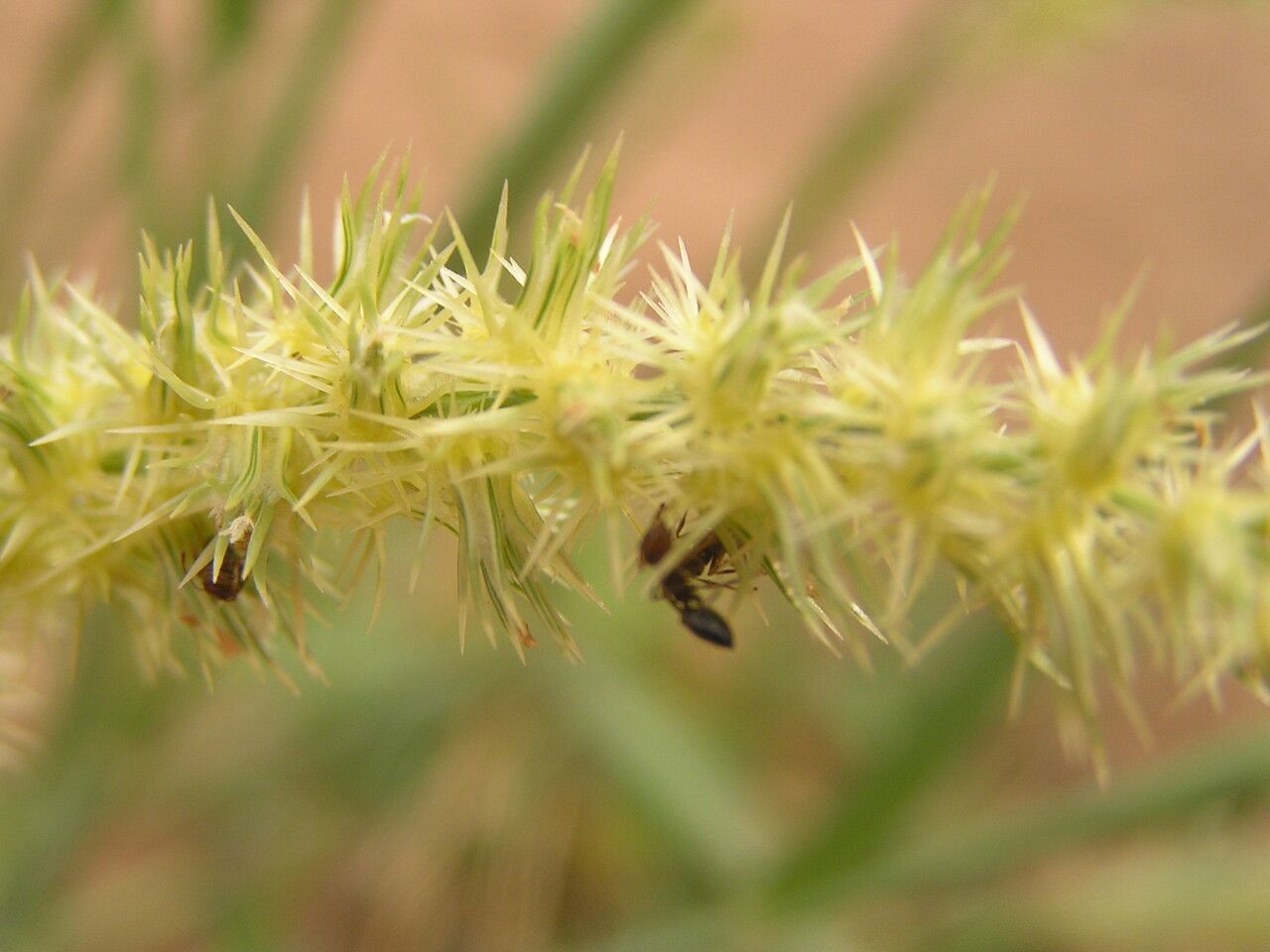 Cenchrus biflorus flower