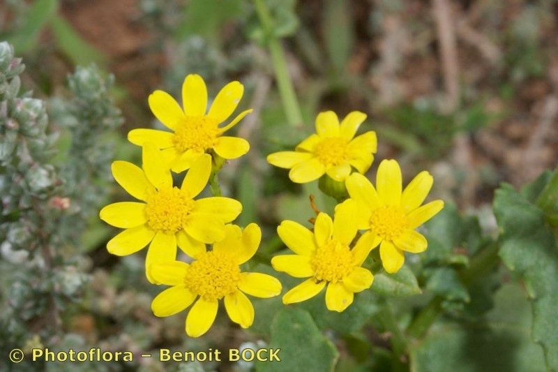 Senecio bollei — houseplant care guide