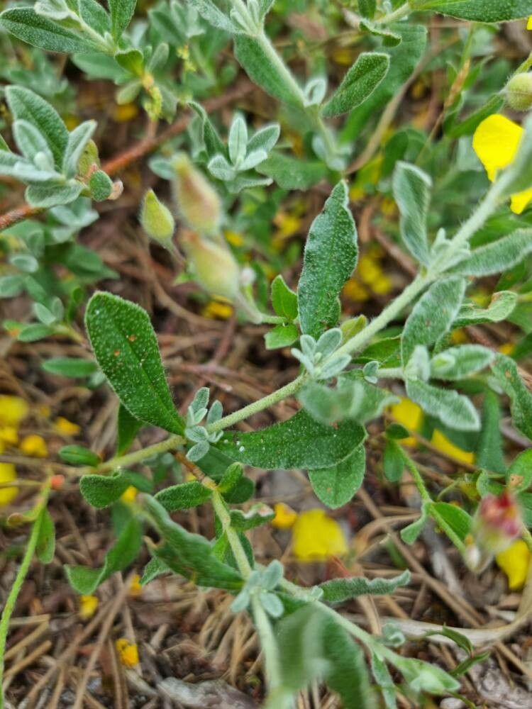 Cistus lasianthus — search result for 'Cistus'
