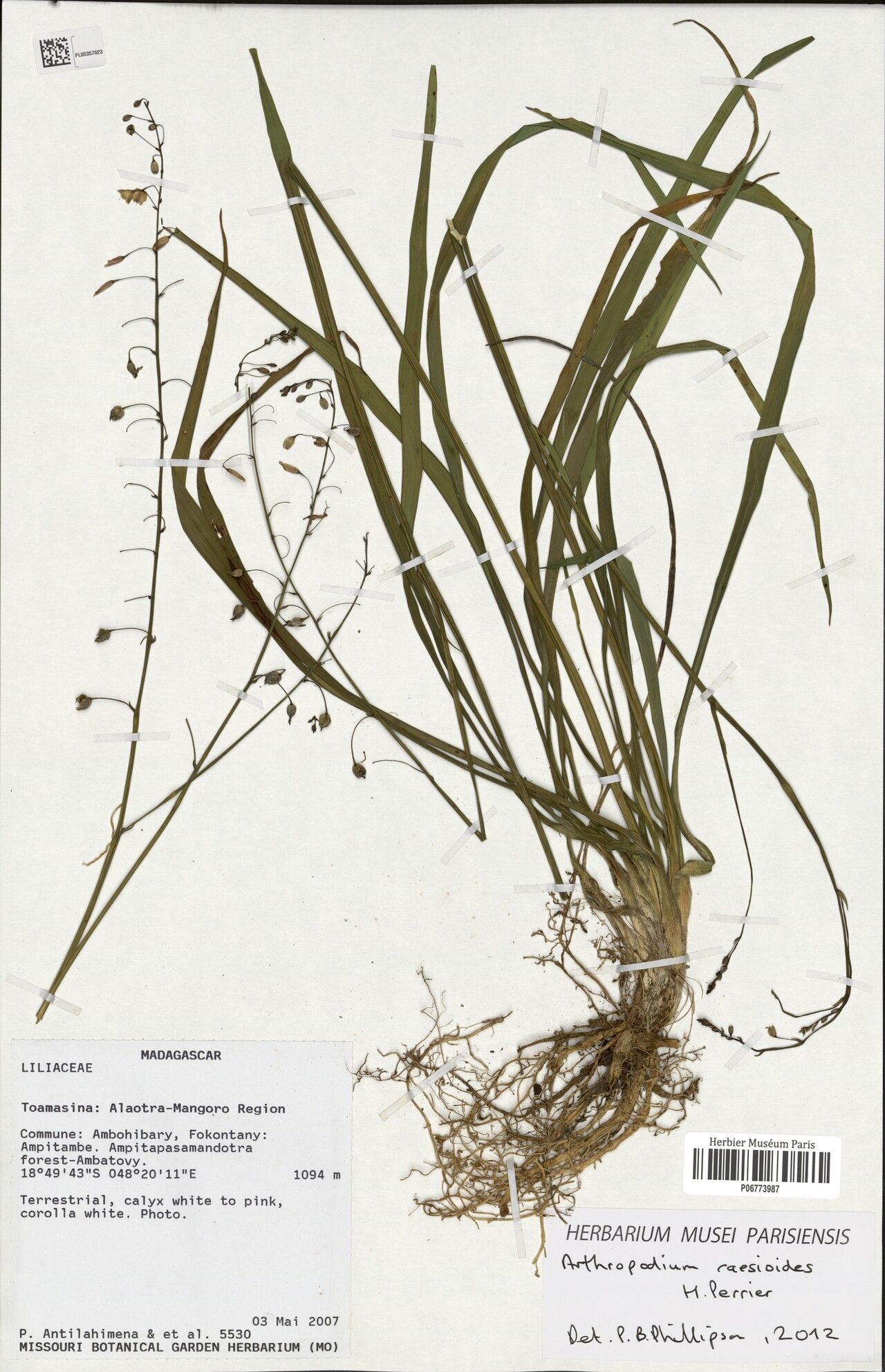 Arthropodium caesioides — related species from the same genus