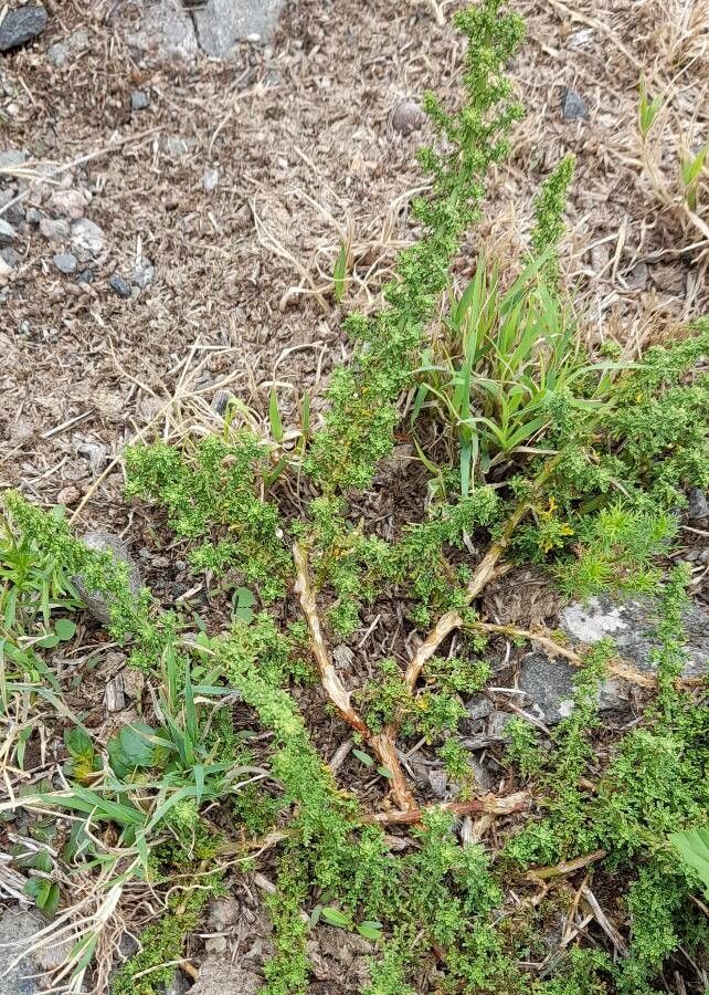 Chenopodium multifidum habit