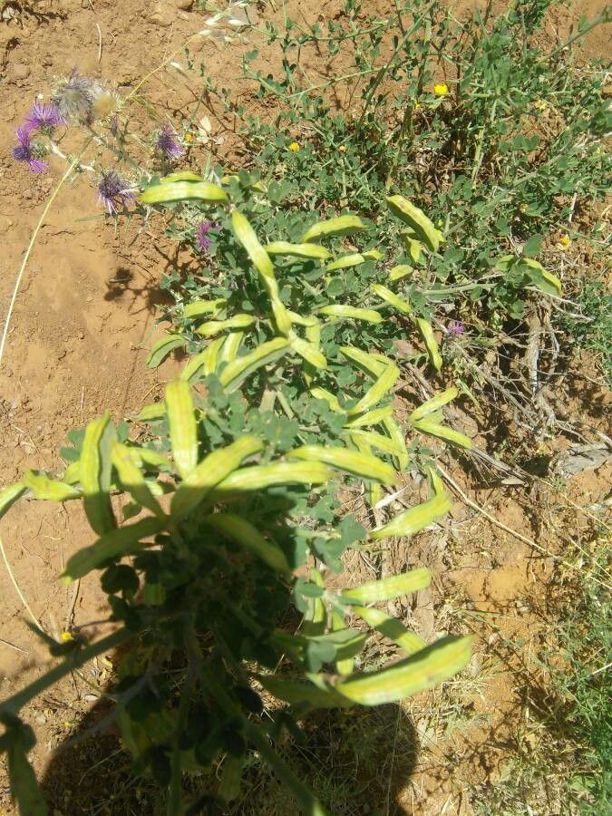 Calicotome spinosa fruit