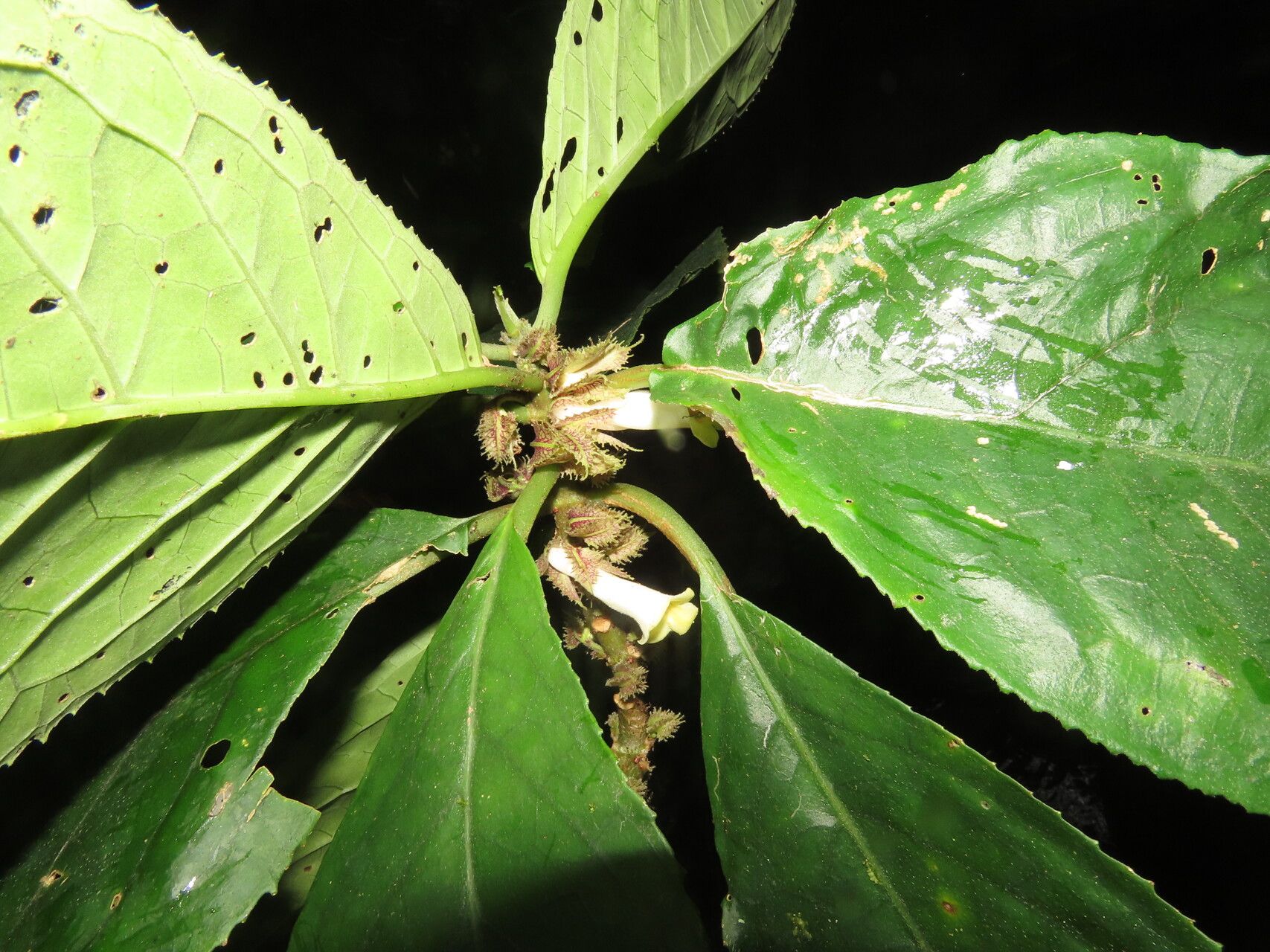 Drymonia macrophylla leaf