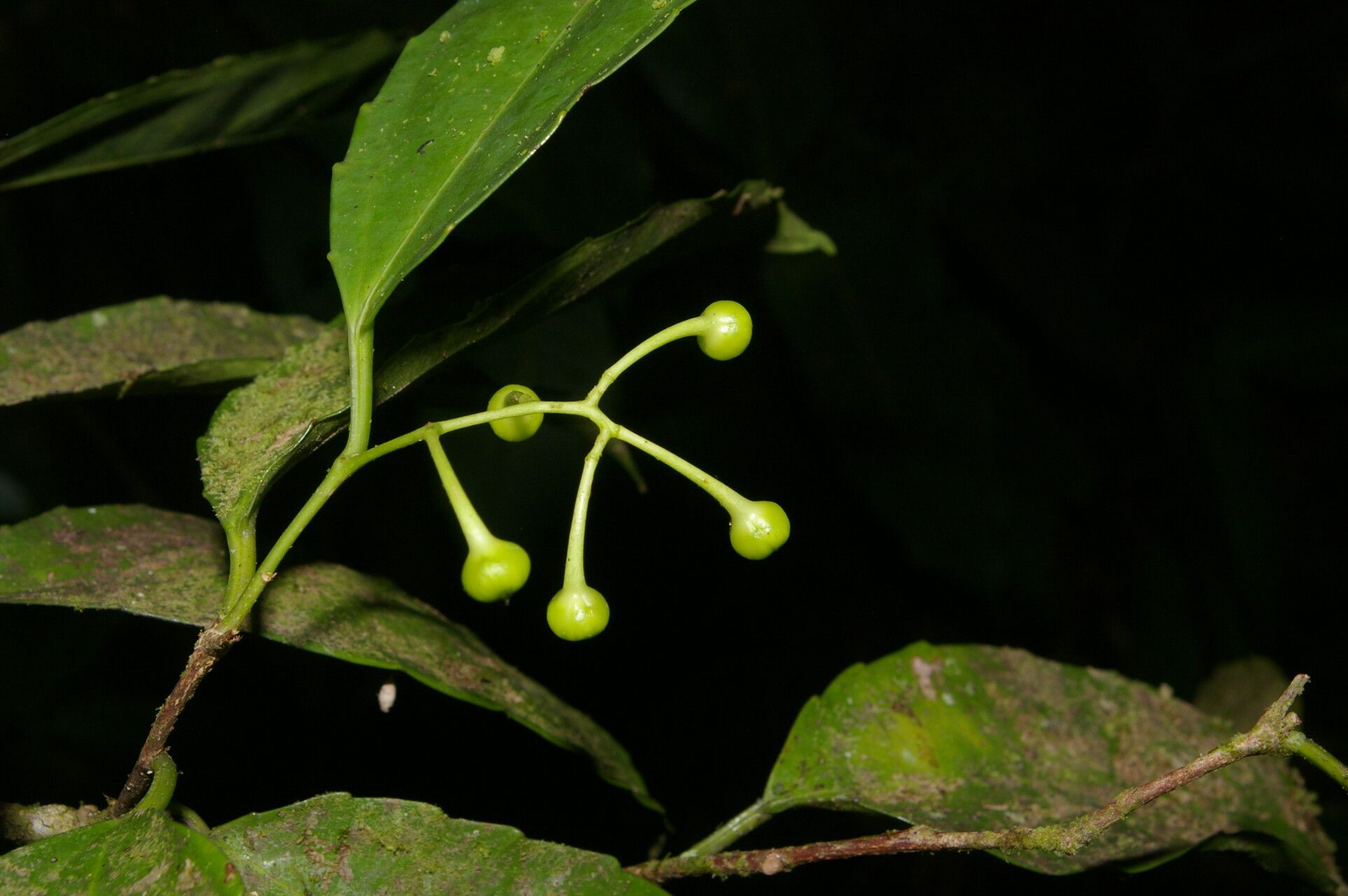Hasseltiopsis dioica fruit