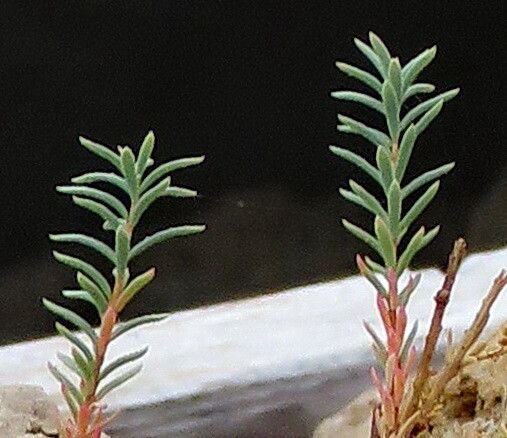 Reaumuria songarica — related species from the same genus