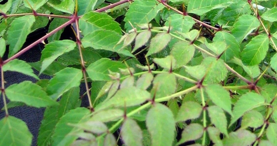 Aralia chinensis — related species from the same genus