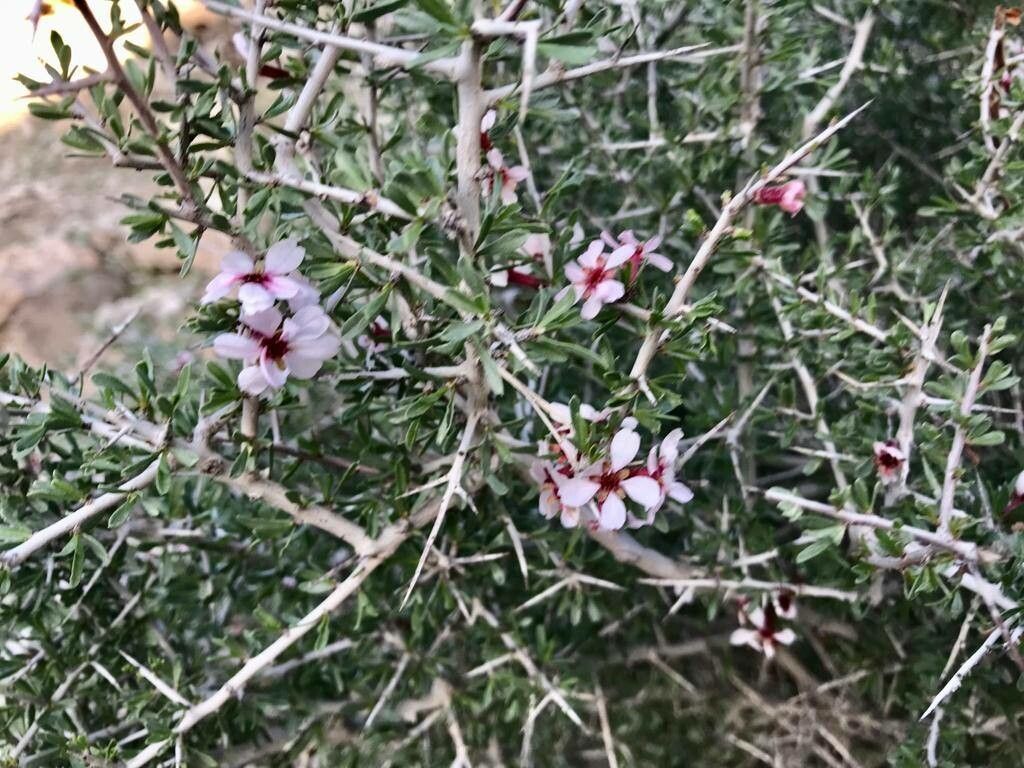Prunus lycioides flower