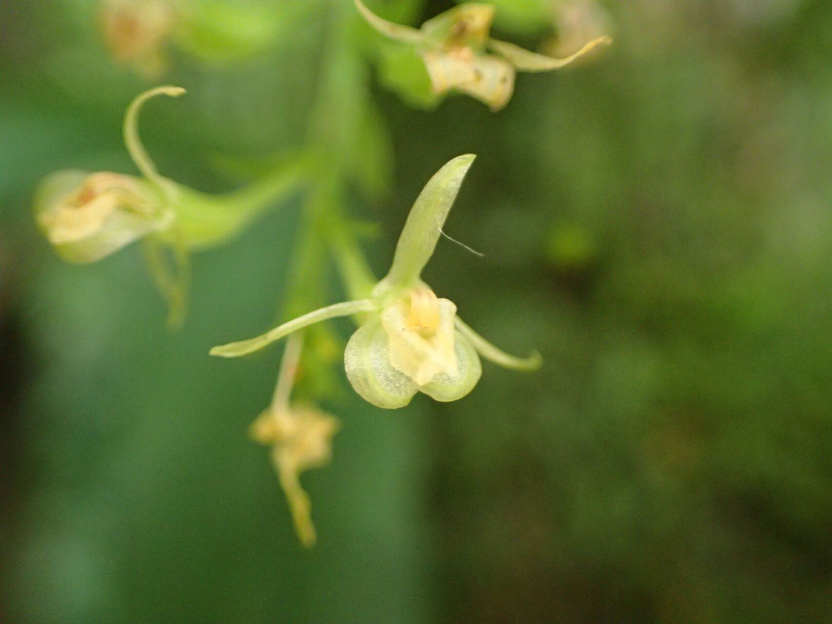 Liparis suborbicularis flower