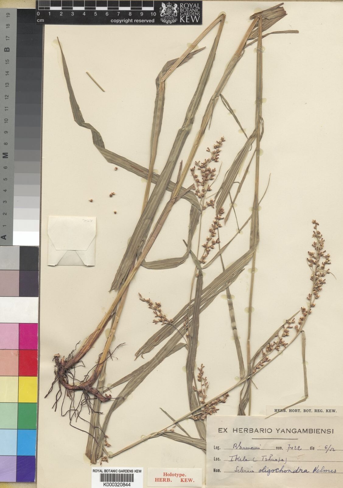 Scleria oligochondra — houseplant care guide