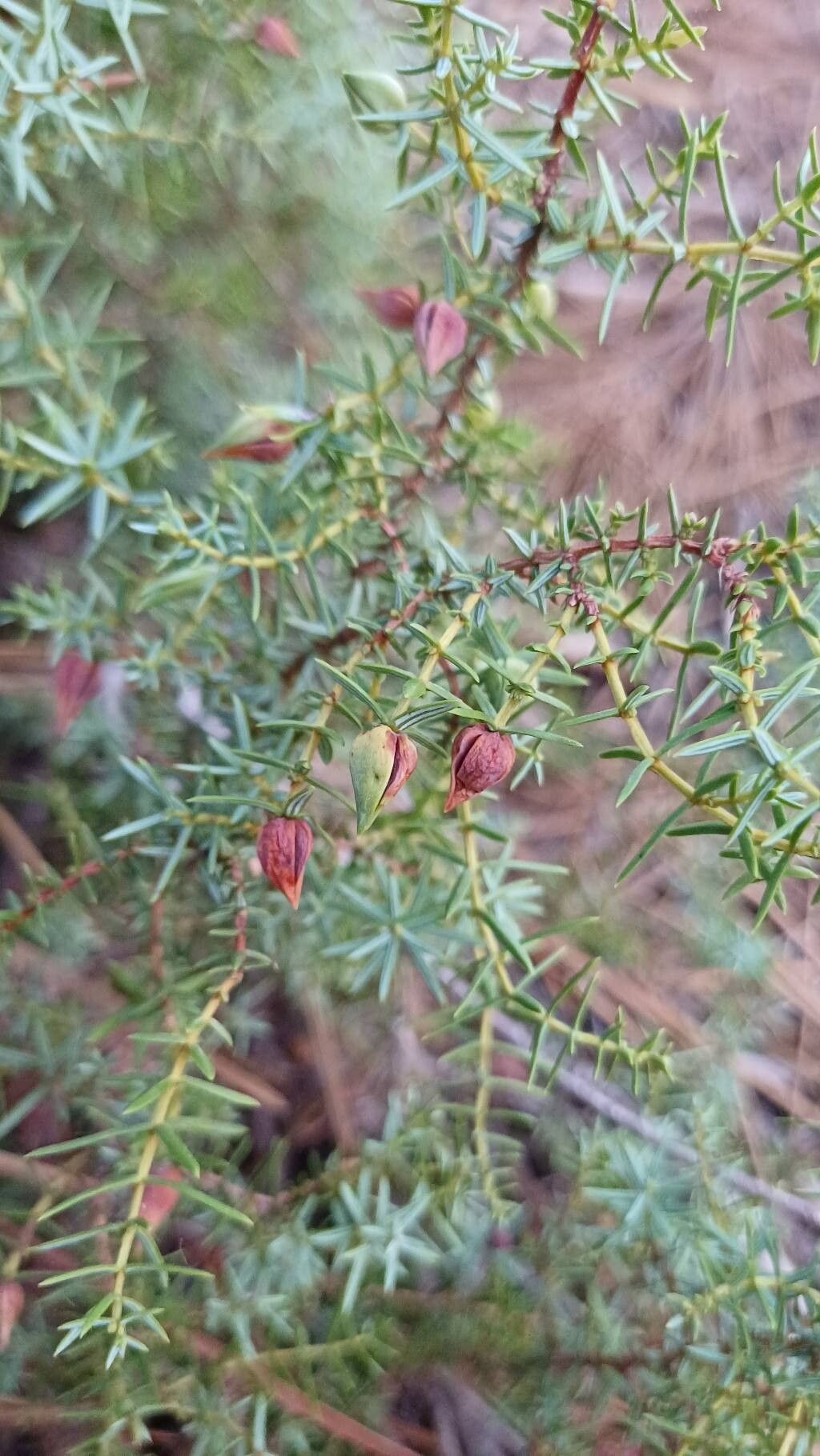 Juniperus navicularis flower