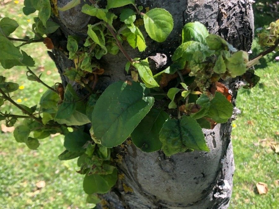 Malus zumi — search result for 'Malus'