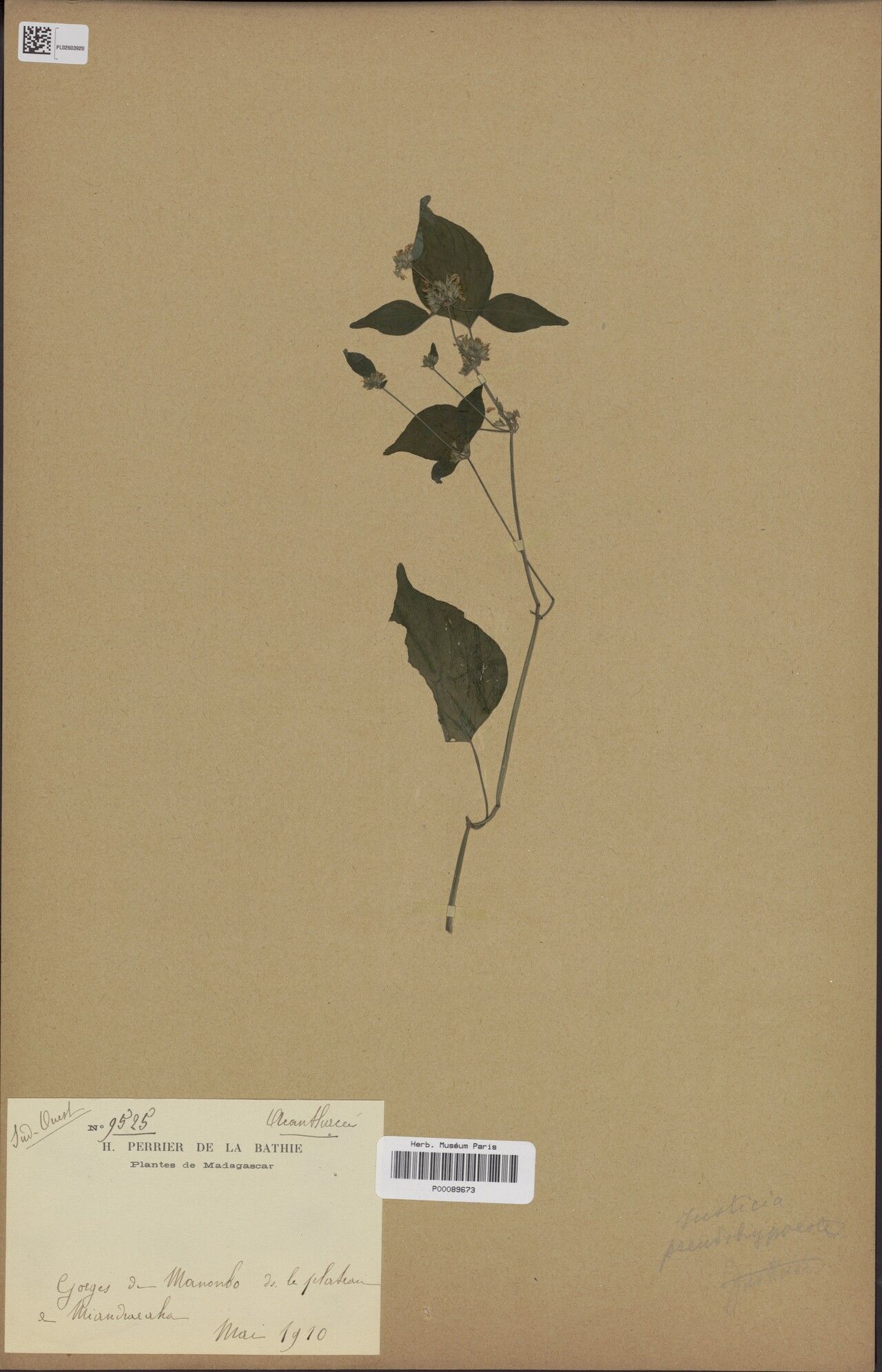 Justicia pseudohypoestes — houseplant care guide