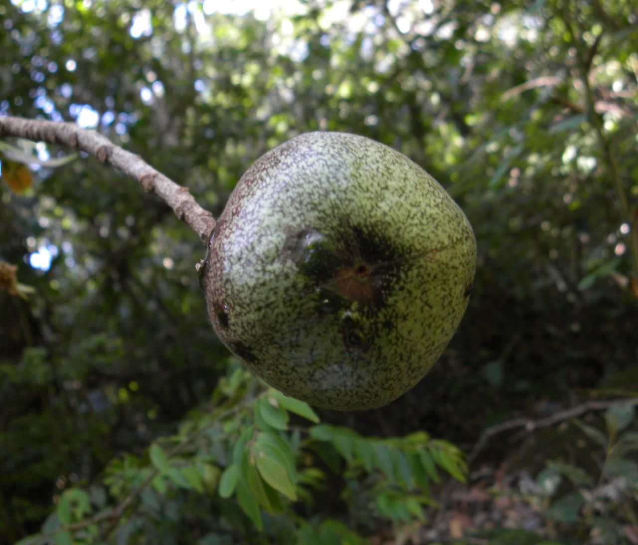Zuelania guidonia fruit