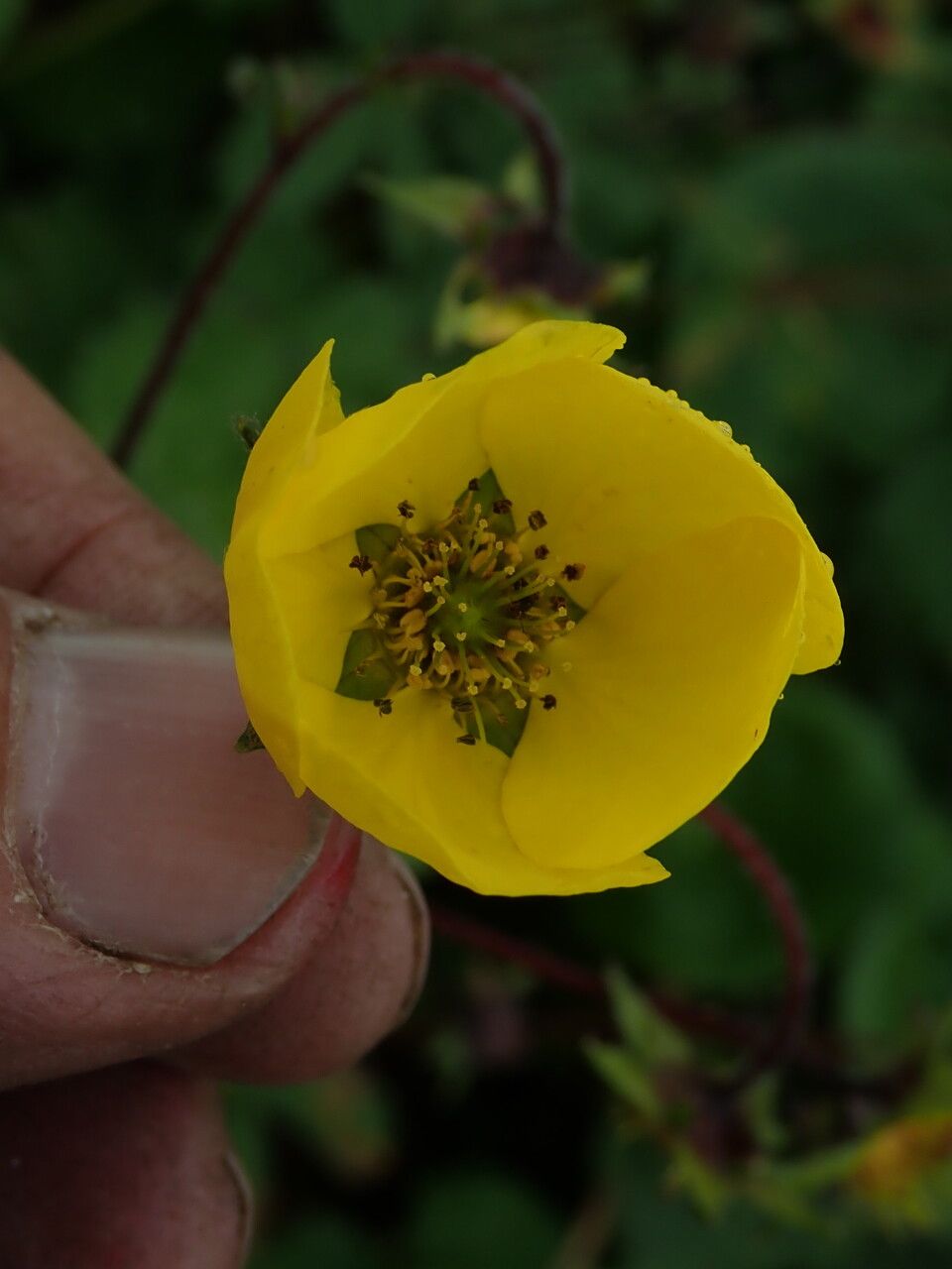 Geum elatum other