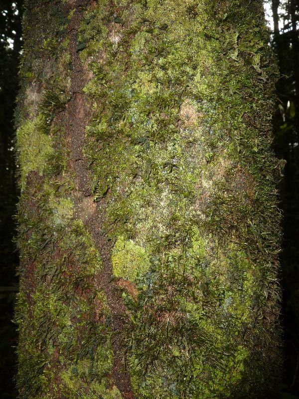 Matayba laevigata — houseplant care guide